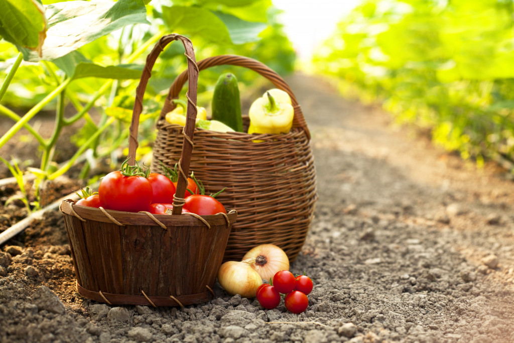 picking food and fruits into a basket